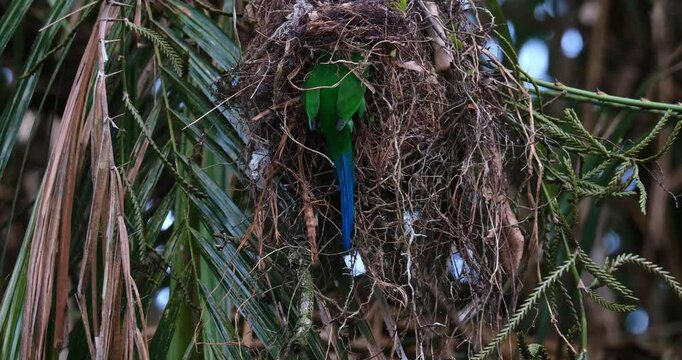 A parent Long-tailed Broadbill Psarisomus dalhousiae delivers food to its nestlings that are inside a nest.