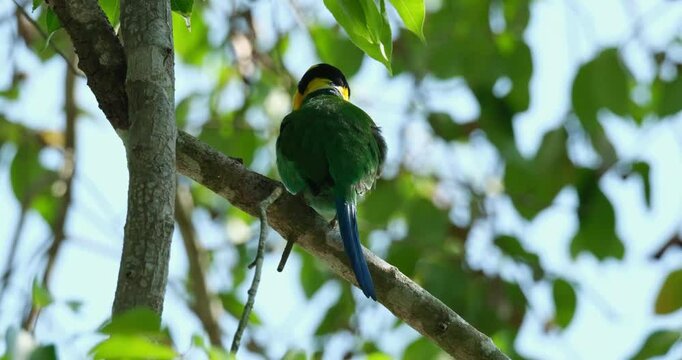 Facing backward, a Long-tailed Broadbill Psarisomus dalhousiae is preening to clean its feathers while sitting on a branch.