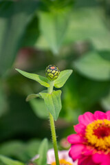 Garden Zinnia Flower Buds with Colorful Petals and Leaves