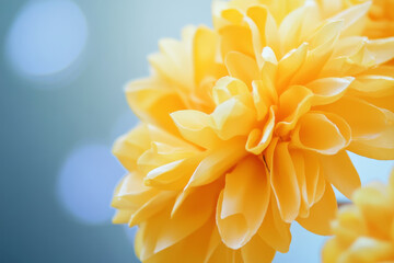 yellow dahlia flower