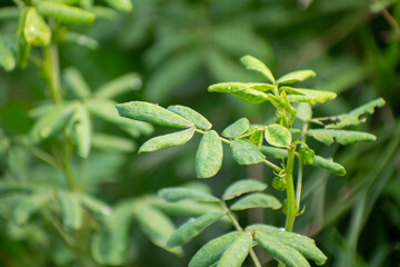 Green Leaves with Natural Texture and Veins