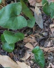 カンアオイの花が咲いている