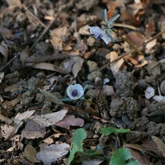 セツブンソウが咲いている