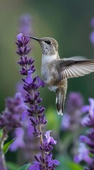 Hummingbird Feeding on Purple Salvia Flowers in Garden Close up Wildlife Photography