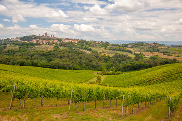 Vineyards near Montepulciano on a Sunny Summer Day