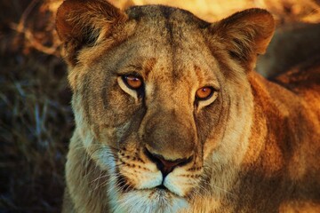 Lioness 