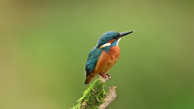 European Kingfisher ( Alcedo atthis ) close up	