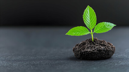 Young plant sprout growing in soil, dark background, new life, environmental concept