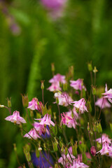 Outdoor, nature and flowers with columbine for growth, gardening, and sustainable environment in spring. Season, ecology and blossom with plants for habitat, floral petals and green for horticulture