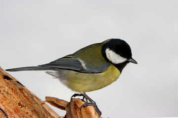 Great tit