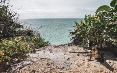 Iguana at the beach coast shore with ocean view Mexico.