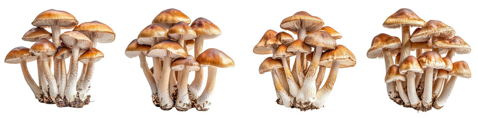 A Set of Wild Mushrooms with Vibrant Colors Isolated on Transparent Background