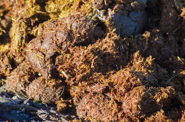 Horse poo left on the beach at Ballywalter