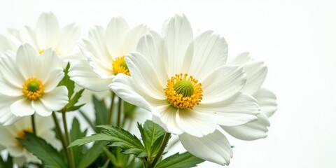 Fototapeta premium A radiant white flower, poised in soft focus; its vibrant yellow heart pulses against the delicate petals. Gently turned to the right, it captures an enchanting interplay of light and texture