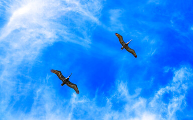 Pelican pelicans bird birds flying in Tulum Mexico. © Arkadi