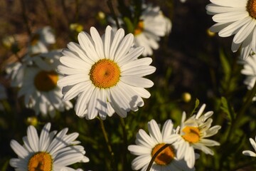 Obraz premium White chamomiles flowering in summer garden.