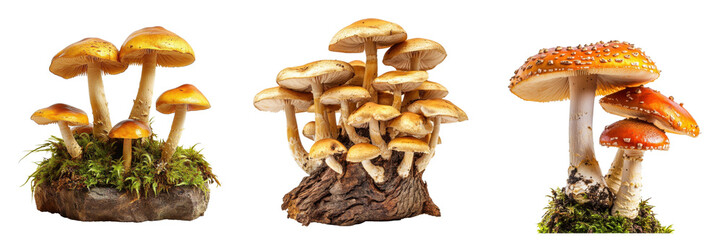 A Set of Wild Forest Mushrooms with Unique Shapes Isolated on Transparent Background