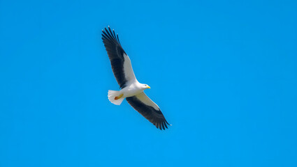 High quality photo of a soaring seagull against a clear blue sky set against a copy space image