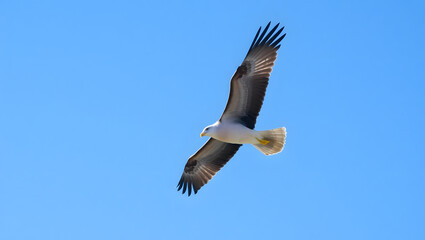 High quality photo of a soaring seagull against a clear blue sky set against a copy space image
