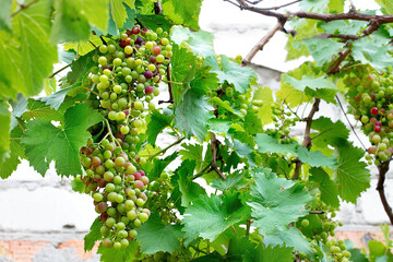 Vibrant grapevine thrives with clusters of ripening grapes under sunlight in a lush garden