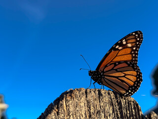 Close-Up of Monarch Butterfly Against Blue Sky, Silhouette of Monarch Butterfly Against Blue Sky