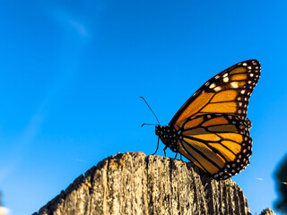 Close-Up of Monarch Butterfly Against Blue Sky, Silhouette of Monarch Butterfly Against Blue Sky