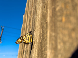 Close-Up of Monarch Butterfly on Wooden Surface