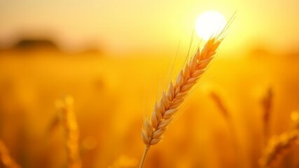 ears of wheat against the setting sun