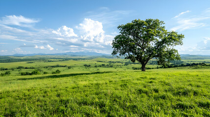 Fototapeta premium Lone tree on grassy hill, scenic landscape, sunny day, nature background, ideal for travel brochures