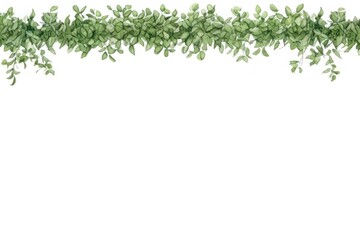 Backgrounds plant herbs leaf.