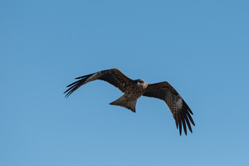 空を飛ぶカッコいいトビ