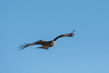 空を飛ぶカッコいいトビ