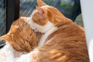 窓辺でくつろぐ可愛い二匹の猫