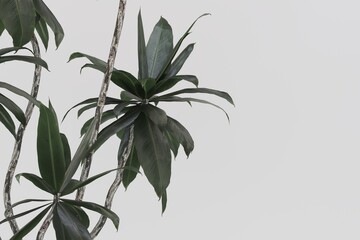 tree leaves nature on white background 3d