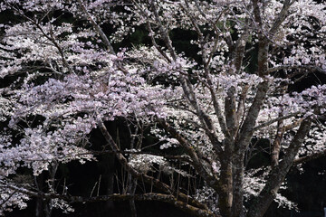 美しい満開の桜