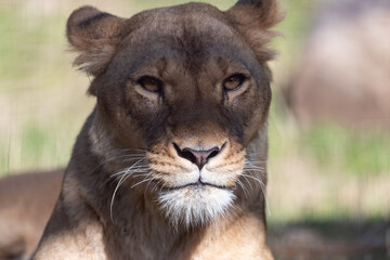 見つめる雌のライオン