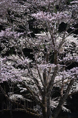 美しい満開の桜
