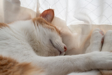 窓辺で眠る可愛い猫　茶トラ白