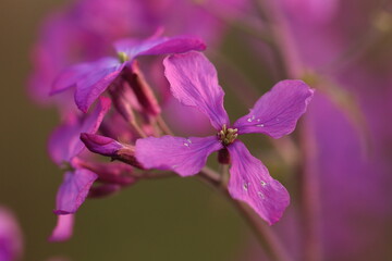 fiore di lunaria in primavera