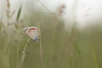 una farfalla licenide al tramonto