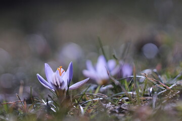 fiori di croco nell'erba in inverno