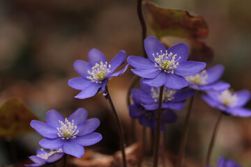 fiori di anemone hepatica nel bosco in primavera