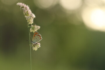 una farfalla licenide al tramonto