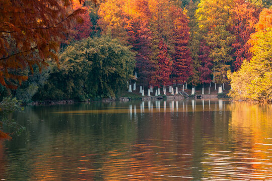 autumn trees in park