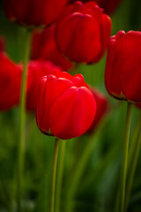 bright colorful red tulips. lush bloom close-up, saturation of colors of petals
