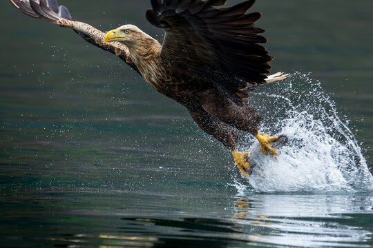 Seeadler beim Fische fangen