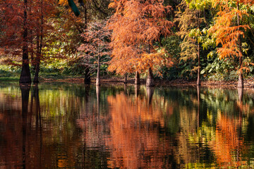 reflection of taxodium distichum