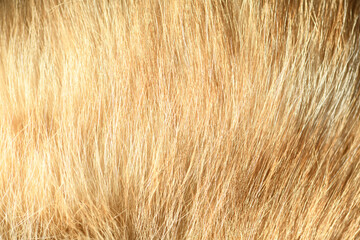 Red animal fur. Orange abstract fur background.