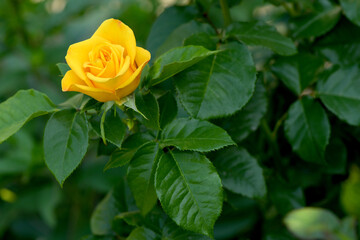 Flower of Yellow Rose in the summer garden.