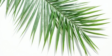 Fototapeta premium A vibrant green palm leaf elegantly unfurls against a pristine white backdrop, its edges gracefully sweeping left while arching subtly to the right. Its natural texture and symmetry evoke a serene, tr